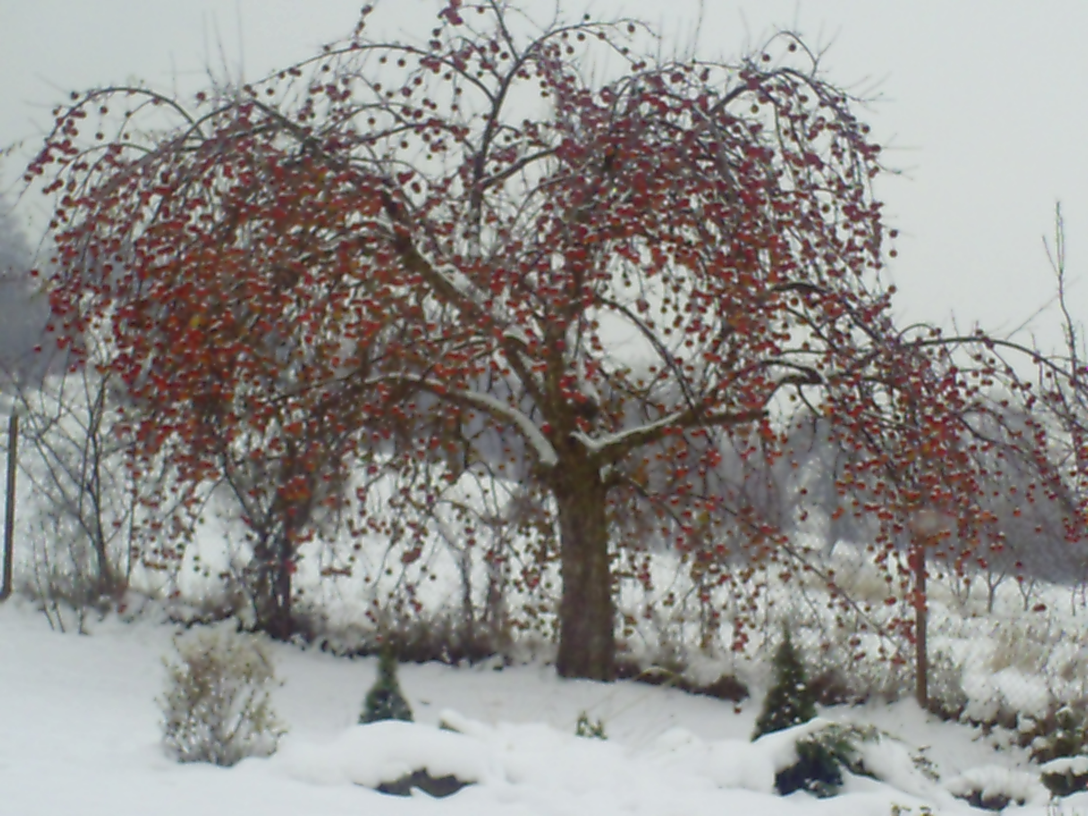 jablčka pre vtáčiky